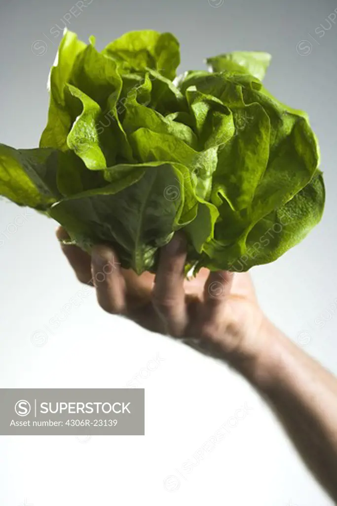 Man holding lettuce in his hands.
