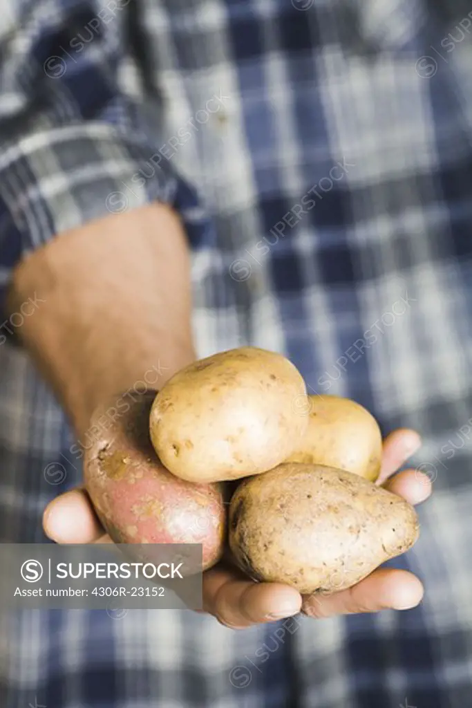 Man holding potatoes.