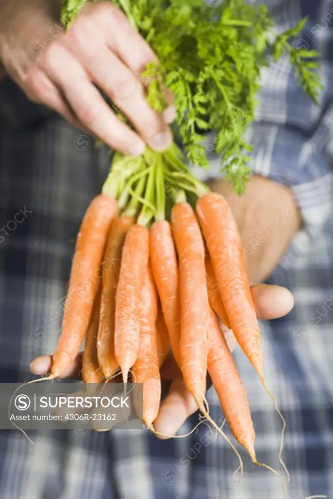 Man holding a bunch of carrots.