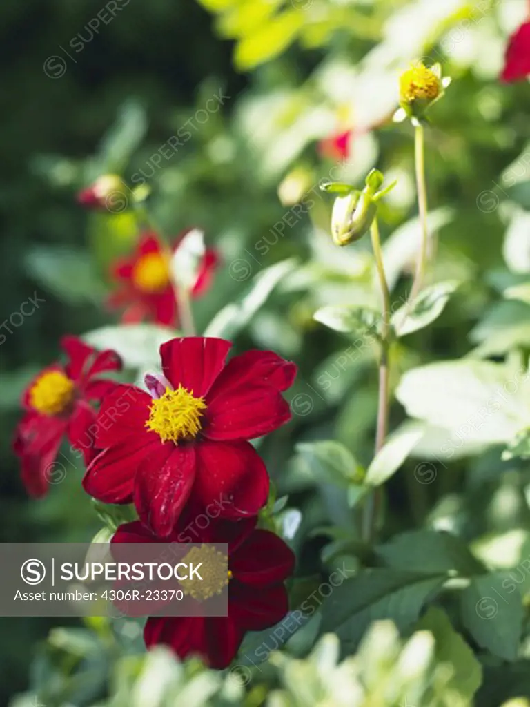 Red flower against greenery, Sweden.