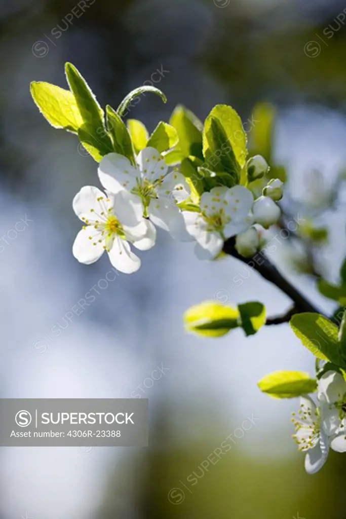 Apple-blossoms in the evening light, Sweden.