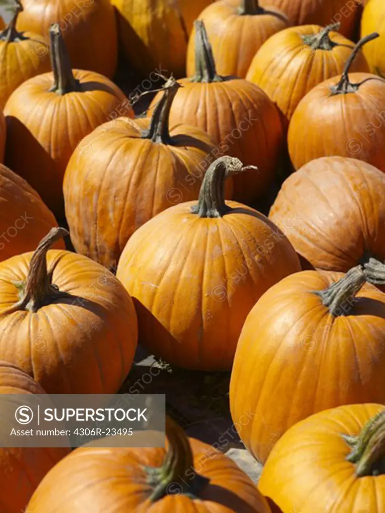 Large group of pumpkins