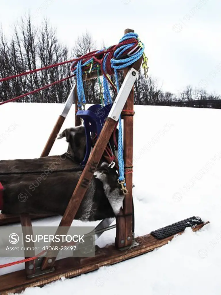 A dog sledge in the snow, Sweden.