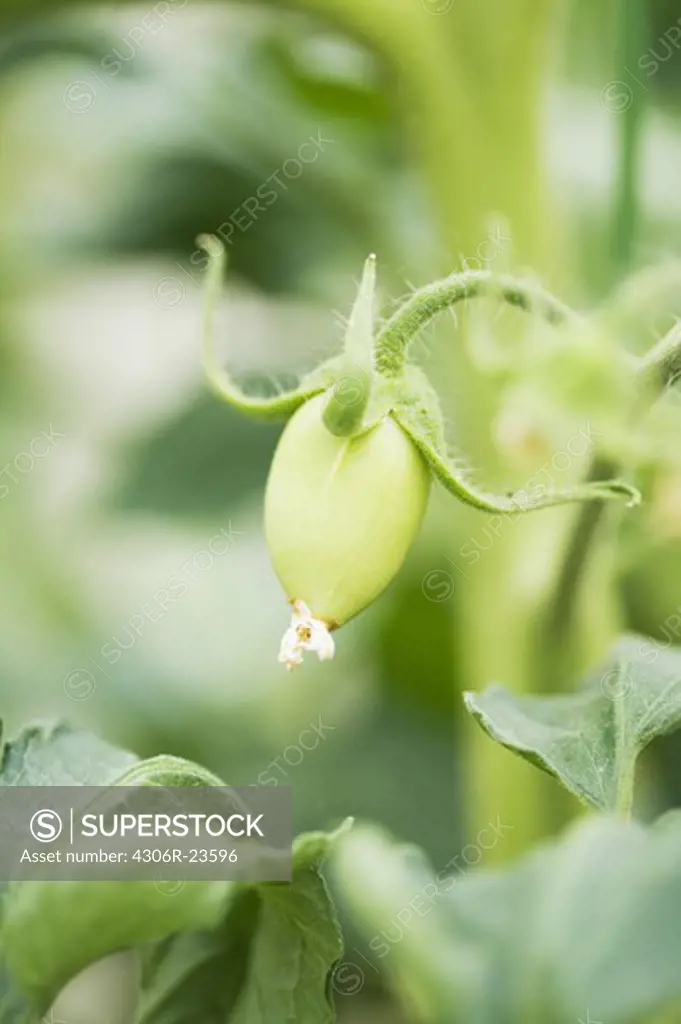 Plant with a green tomato, Sweden.