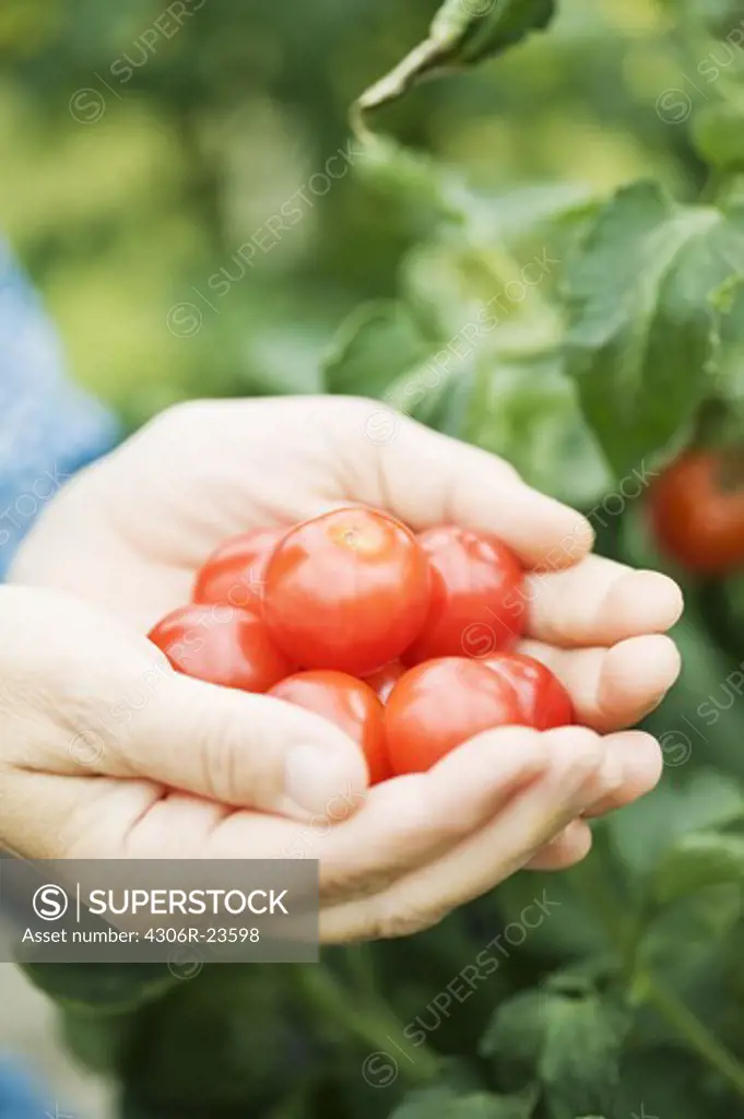 Hand picking tomatoes, Sweden.