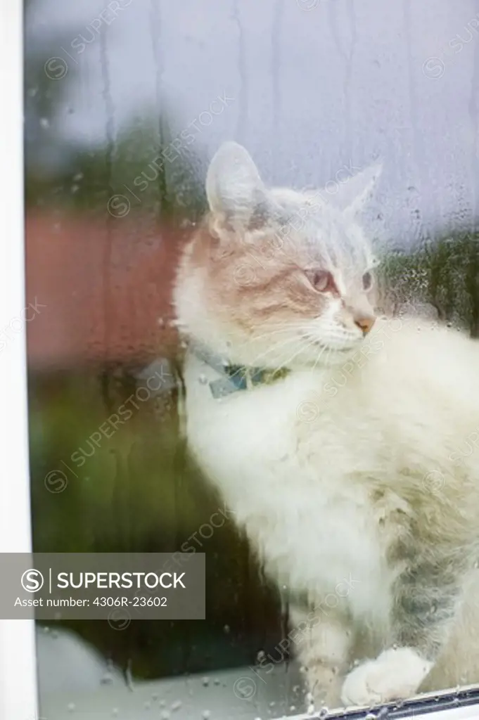Cat looking out of a rainy window, Sweden.
