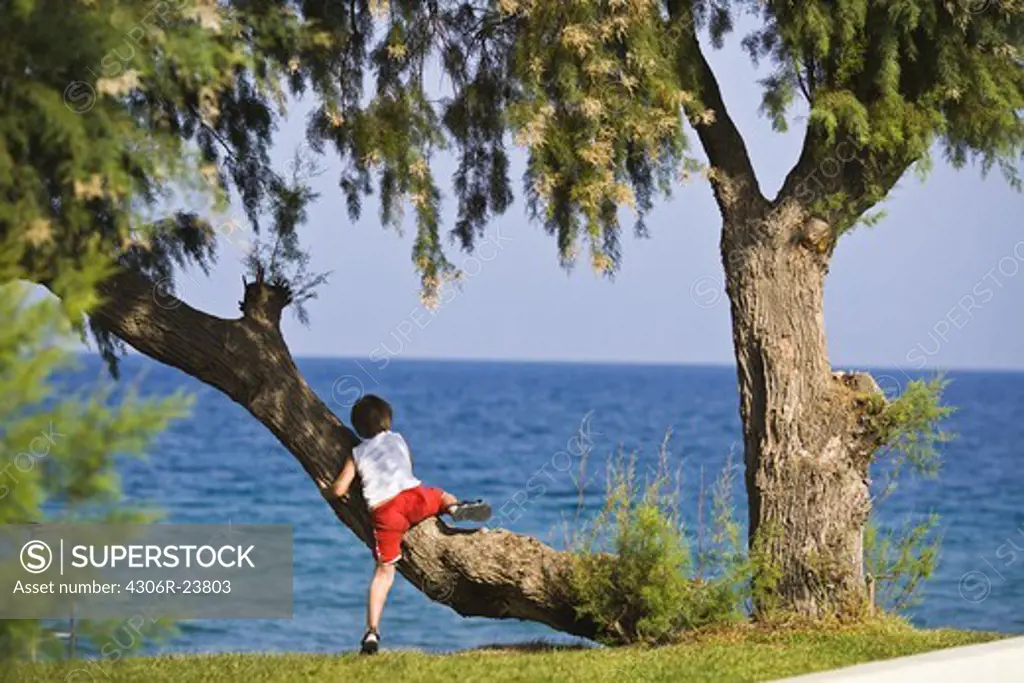 Boy climbing tree by sea