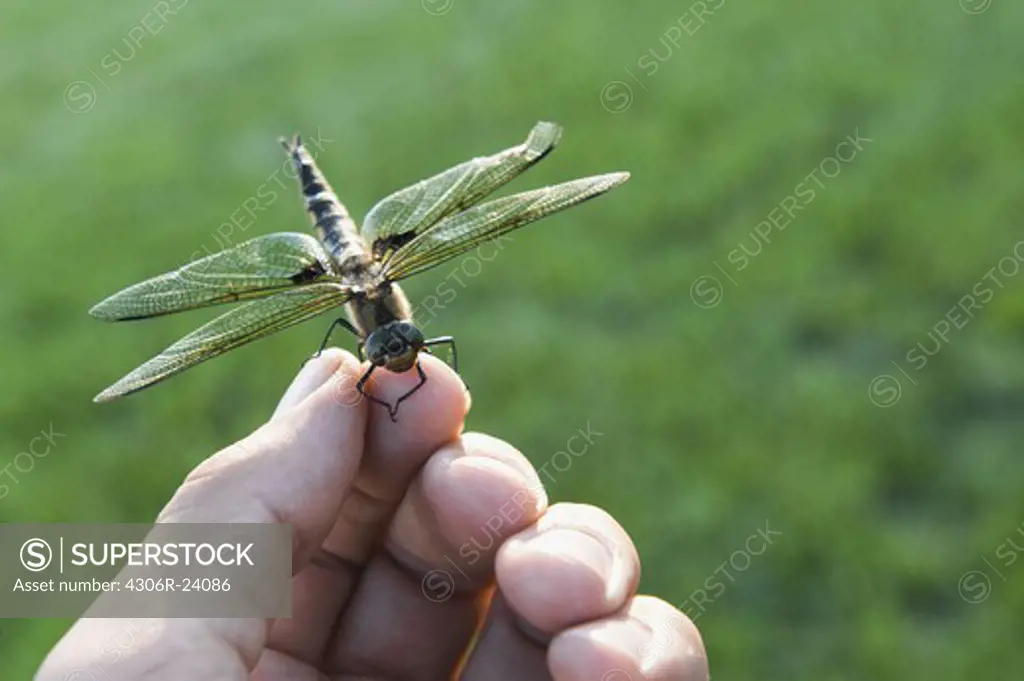 A dragonfly sitting on a hand.
