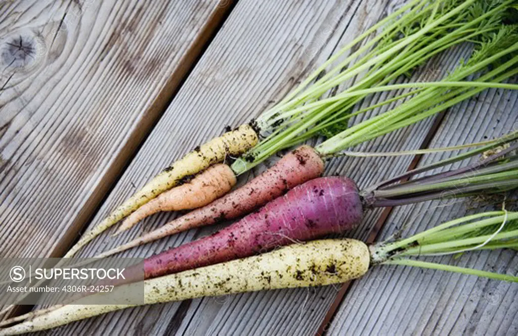 Carrots in different colors, Sweden.