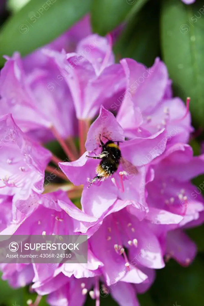 Close-up of bumblebee on rhododendron flower