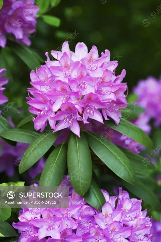 Close-up of rhododendron flower