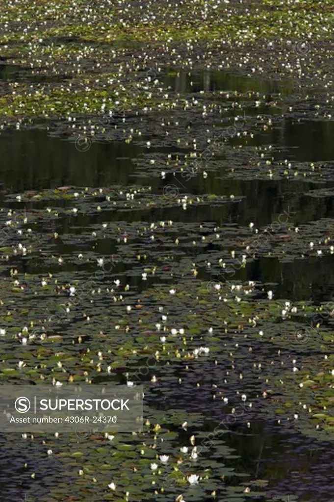 Water lily floating on pond