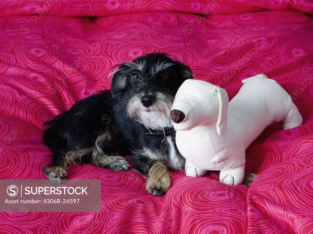 Dachshund with soft toy resting on bed