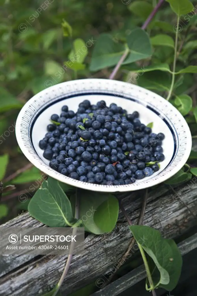 Bowl with blackberries