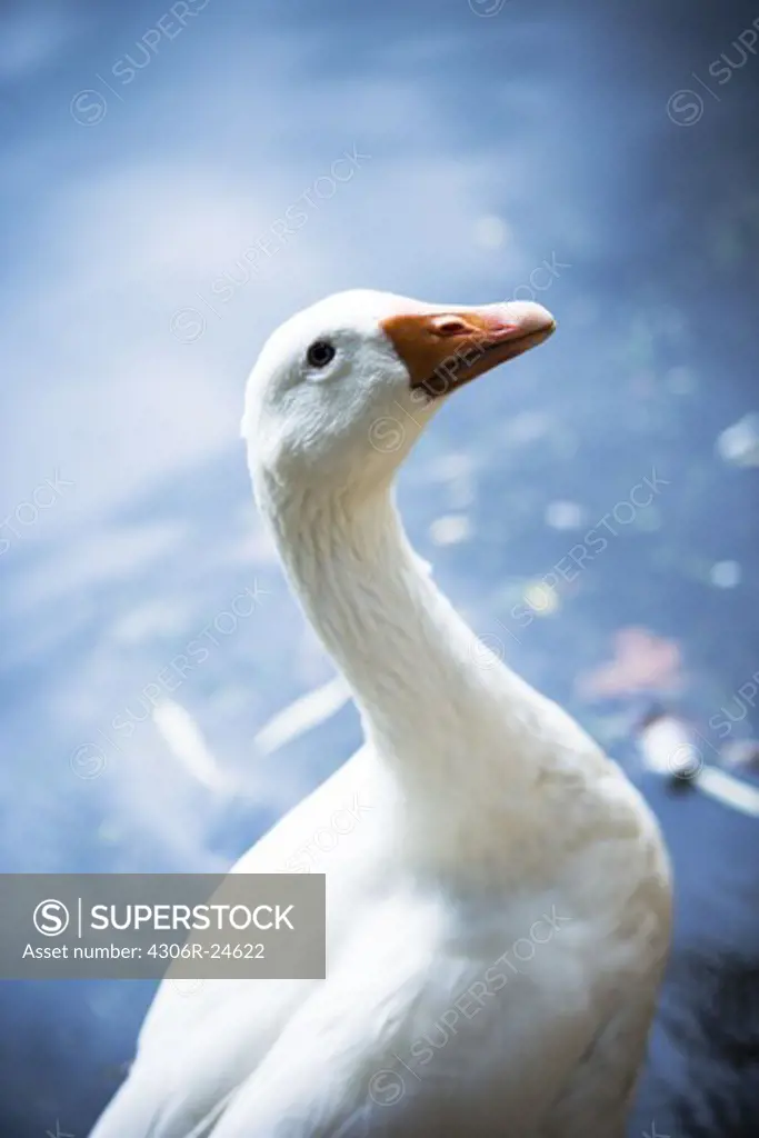 Goose standing in front of water