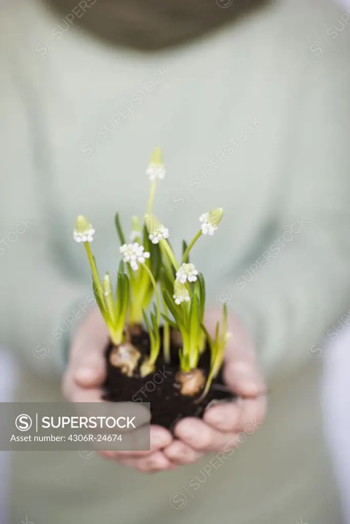 Woman holding onion seedlings, close-up