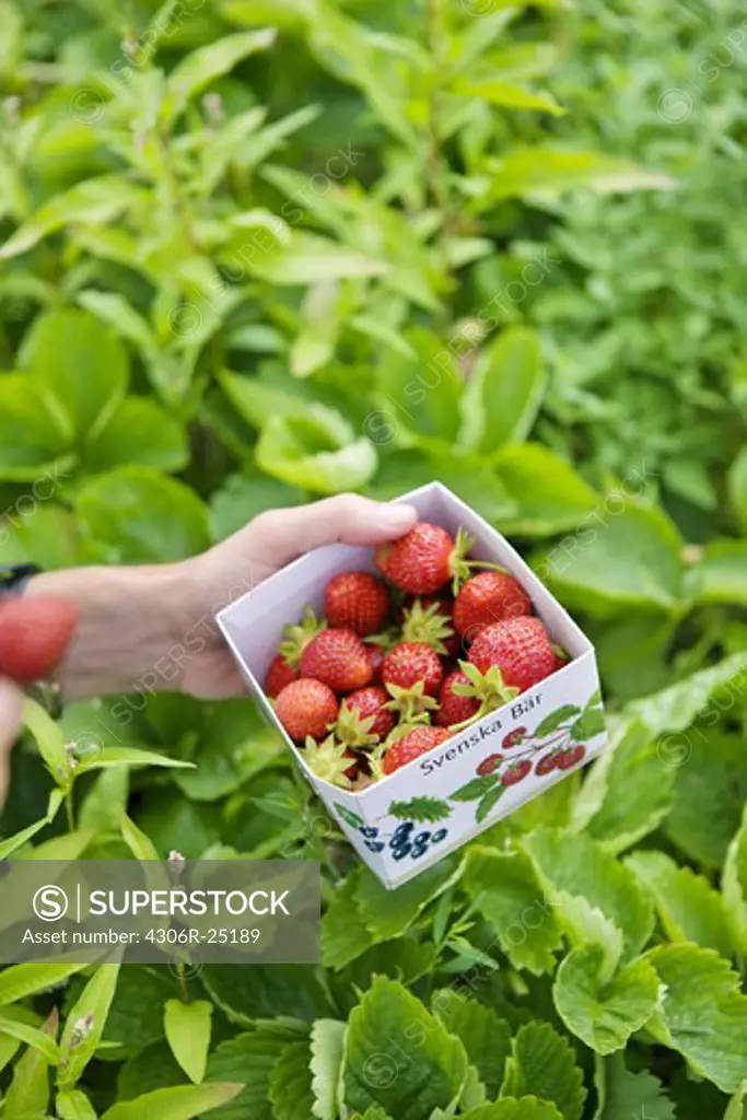 Box with fresh strawberries