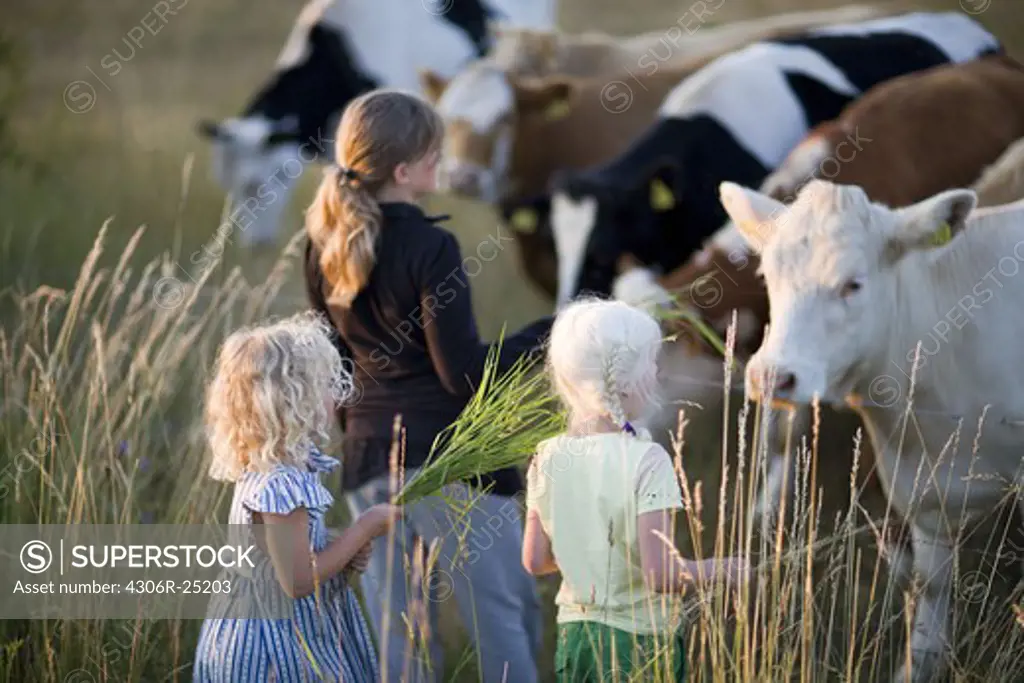 Three girls feeding cows