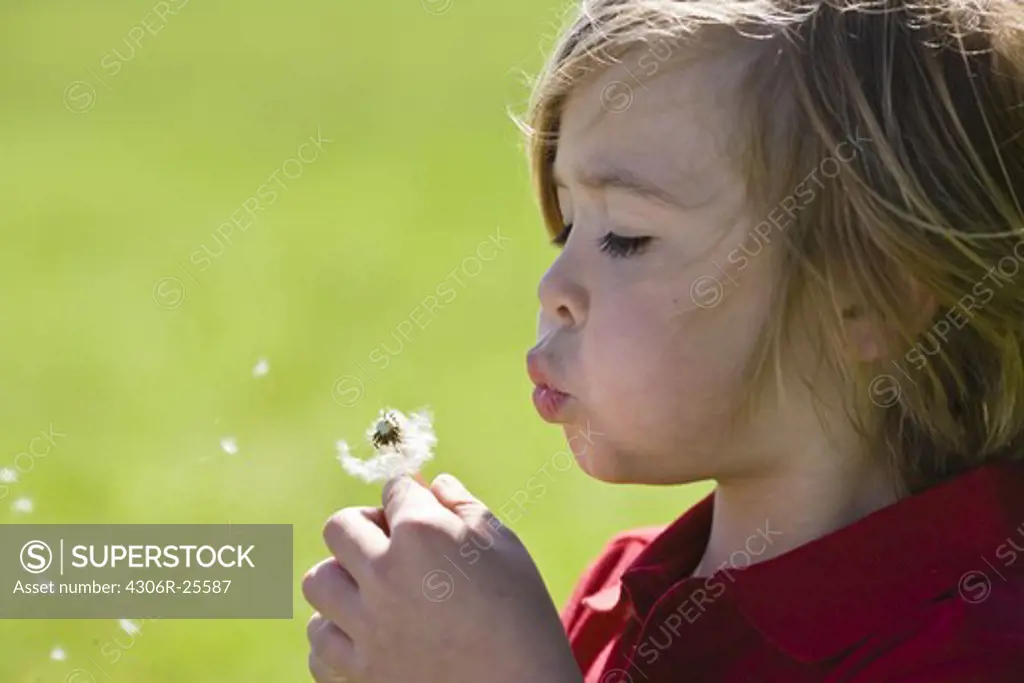 Boy blowing dandelion in bright sunlight