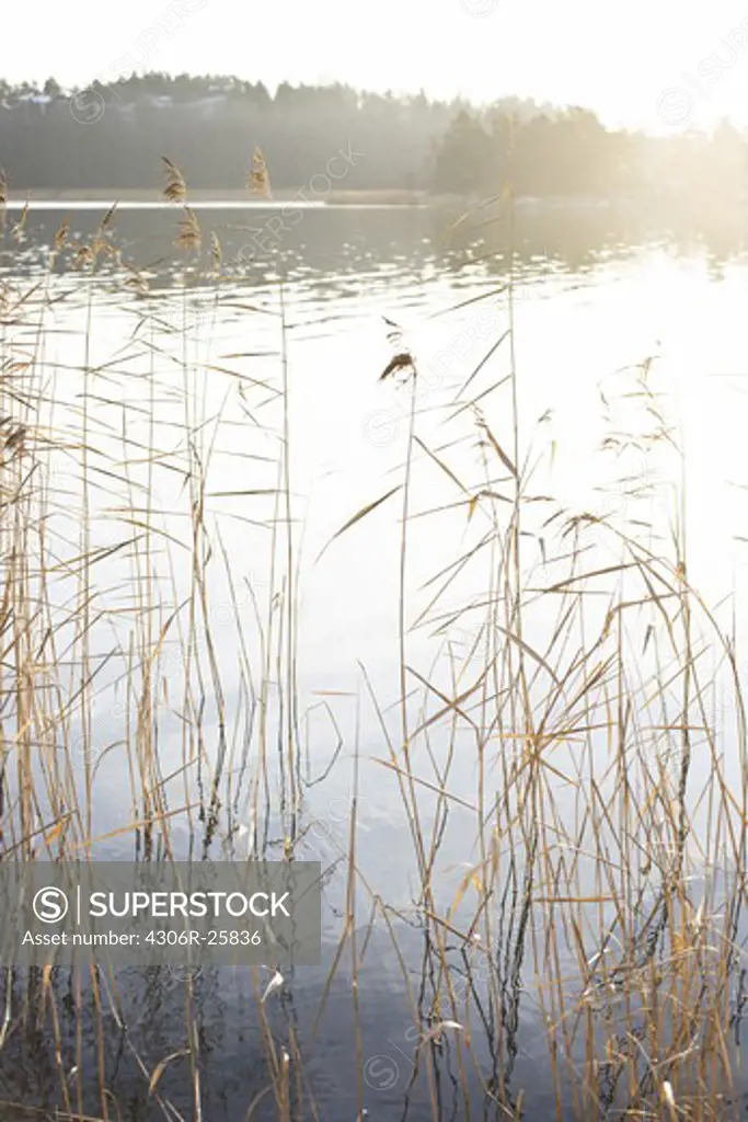 Sunlight reflecting on water behind reeds