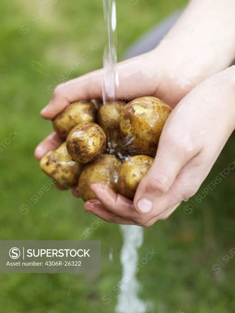 Womans hands washing potatoes under water