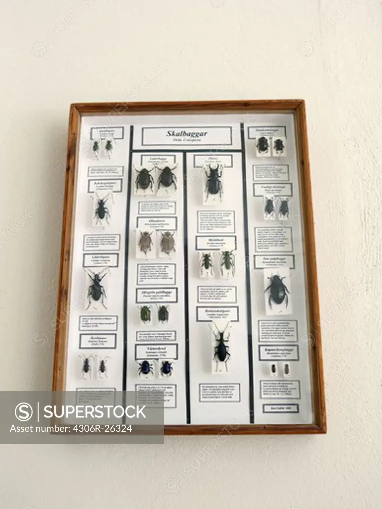 Framed beetle collection on wall