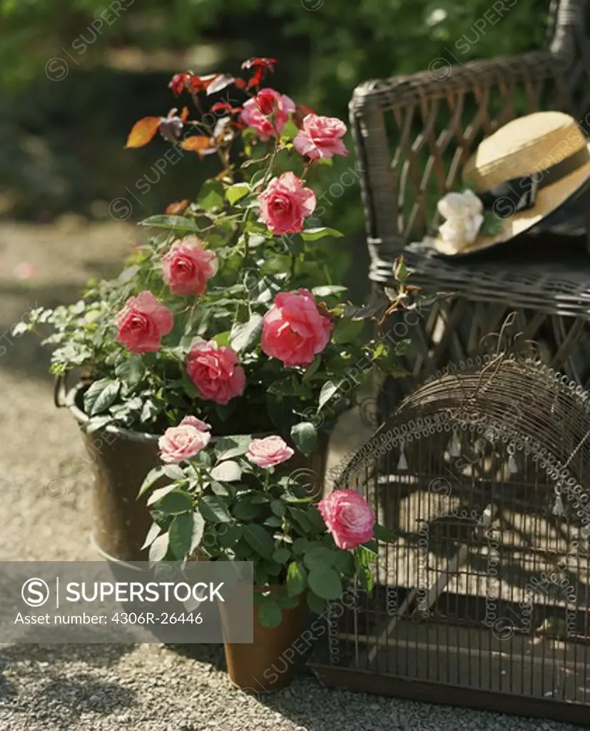 Close up of potted roses ,garden chair and straw hat