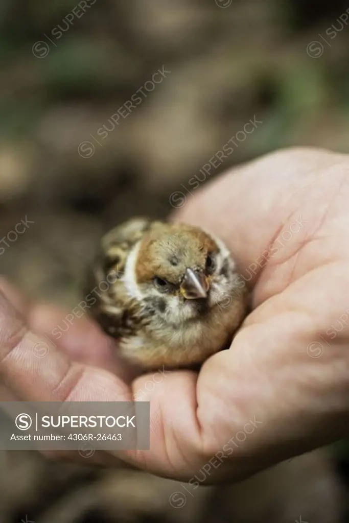 Young bird on human hand, close-up