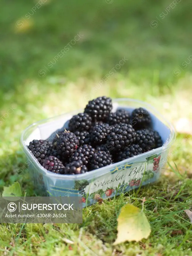 Box of blackberries on grass