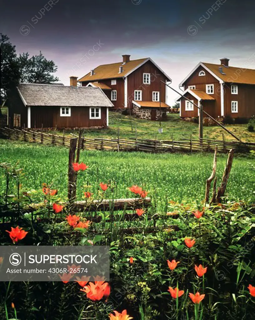 Scandinavian village, flowers on the foreground