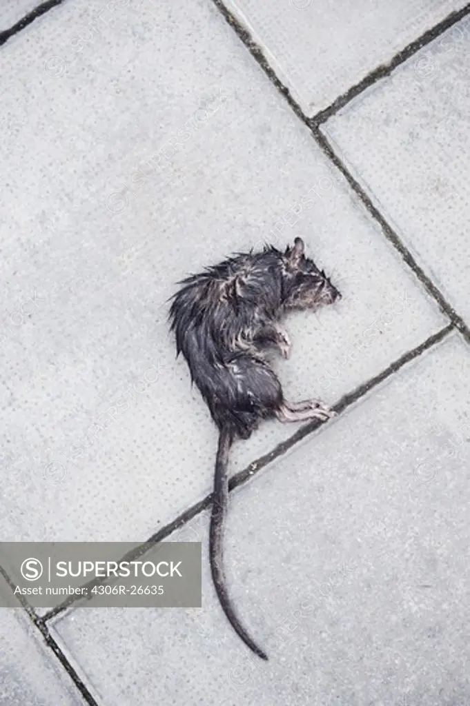 Dead rat on pavement