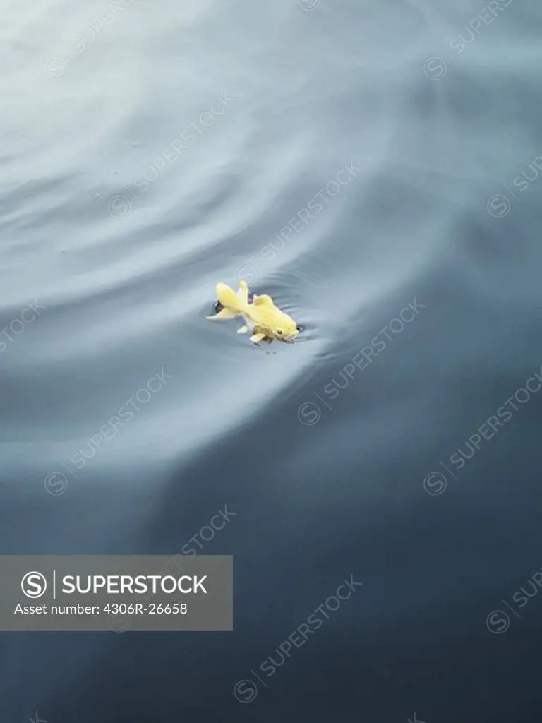 Toy fish swimming in water