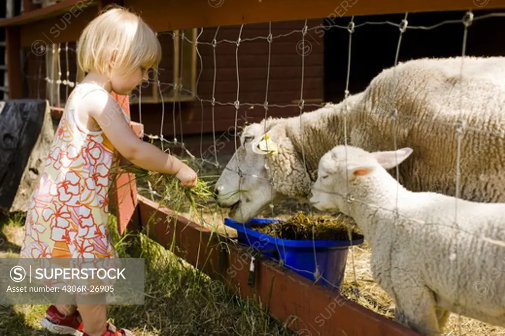 Blonde girl feeding sheep