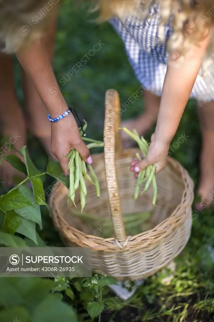 Two children putting beans in basket, close-up