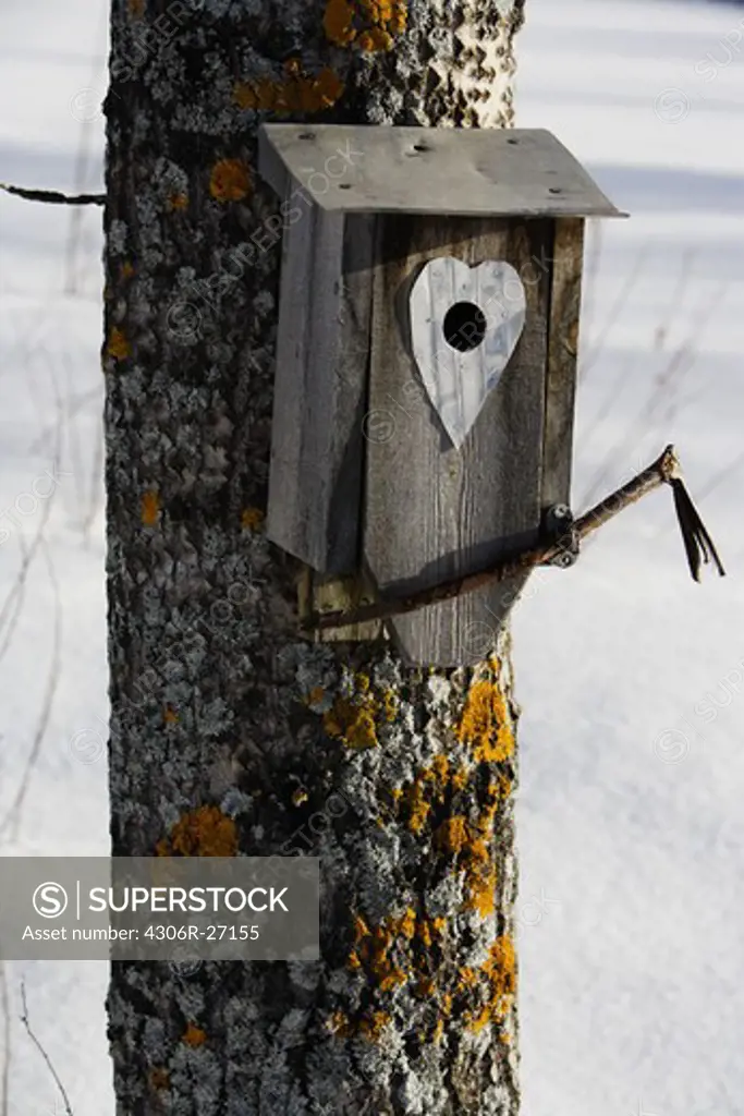 A nesting box in a tree, Norrland, Sweden.