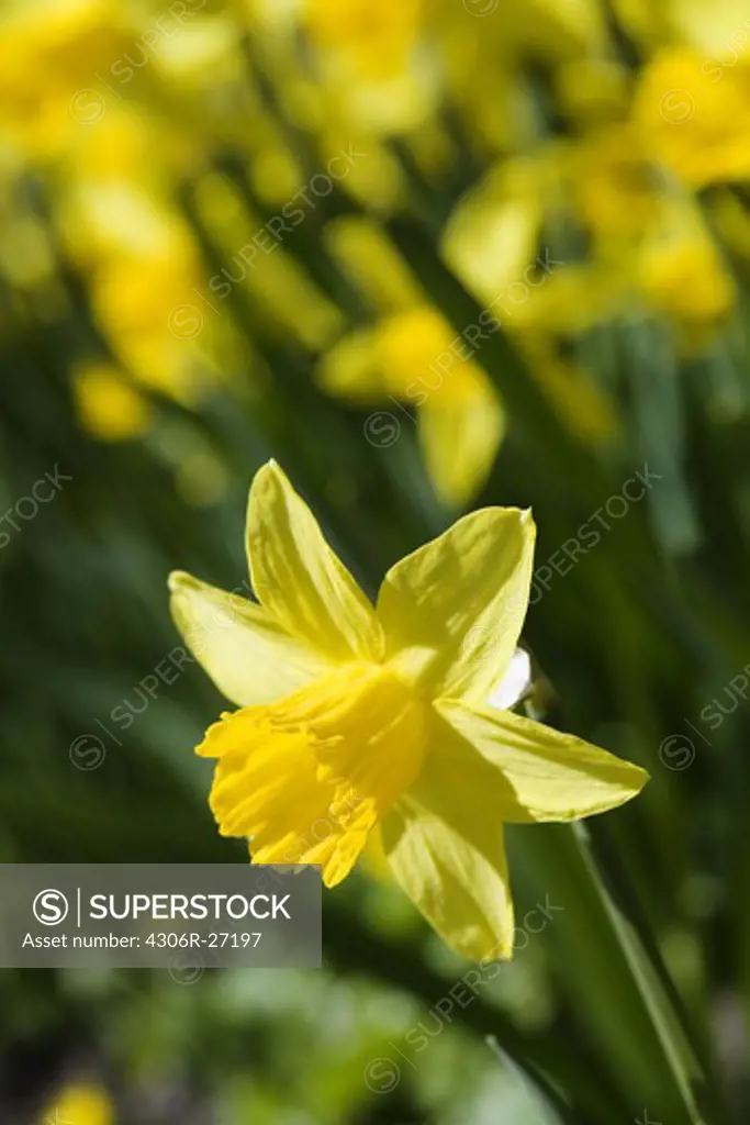 Daffodils, Sweden.