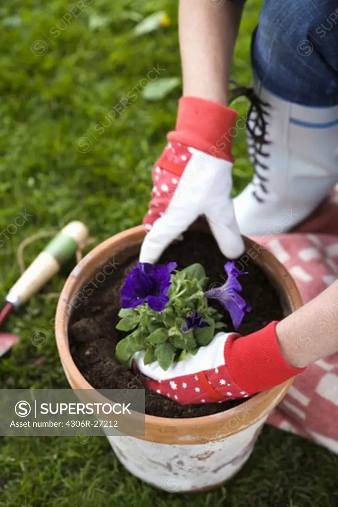 The hands of a woman setting a flower in a pot.