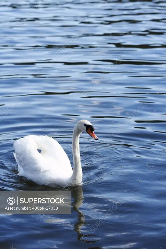 A swan, close-up, Sweden.