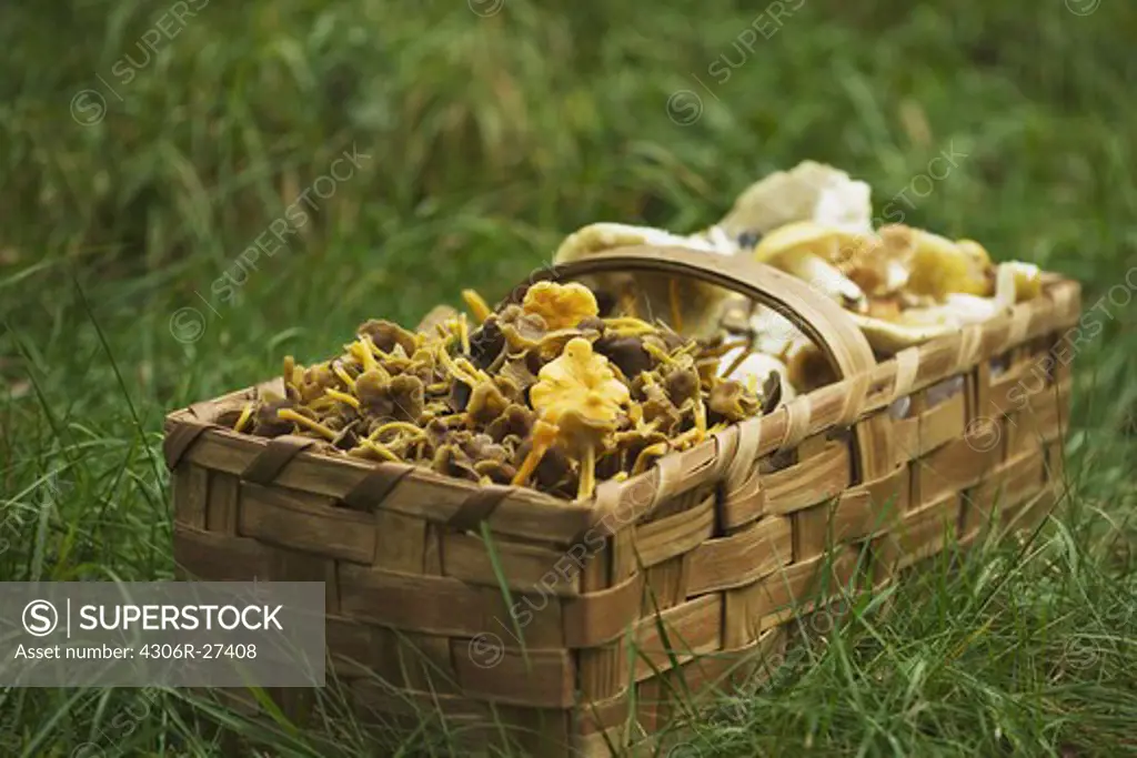 Basket of chanterelle on grass, close-up