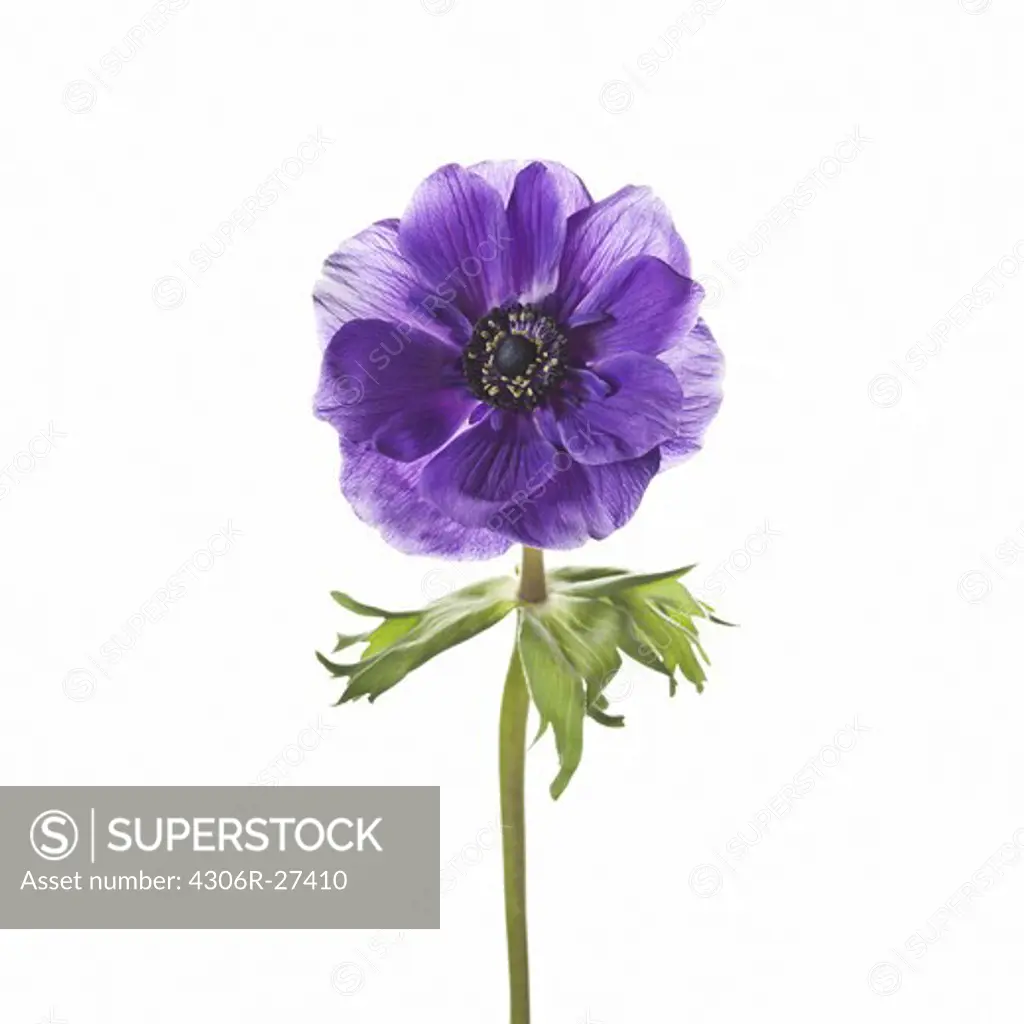 Purple flower against white background, close-up