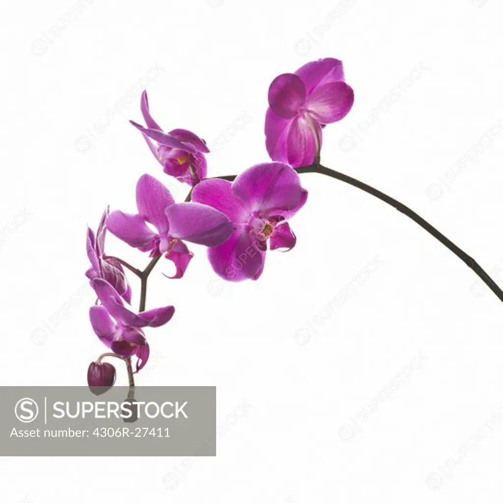 Moth orchid against white background, close-up