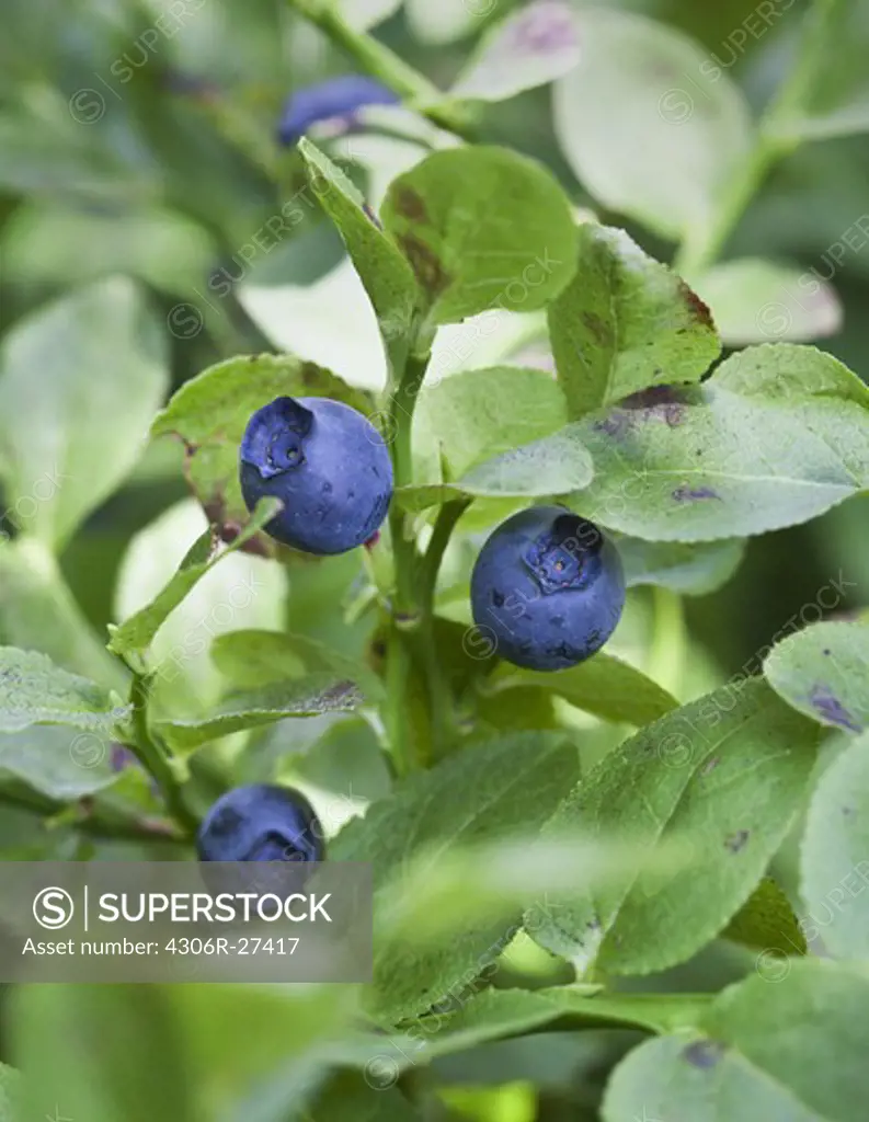 Branch of blueberries, close-up