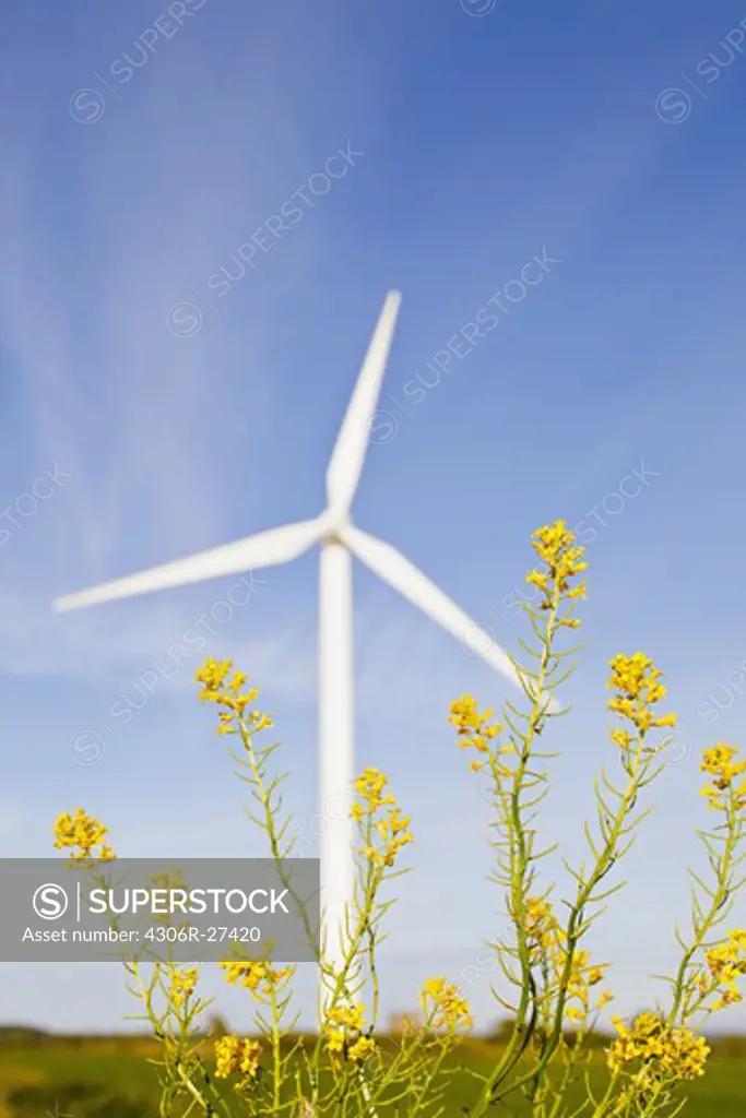 Oilseed rape and wind turbine