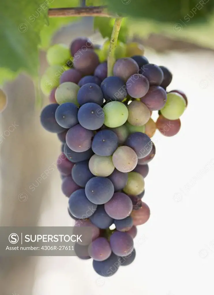 Fresh bunch of grapes hanging on vine, close-up