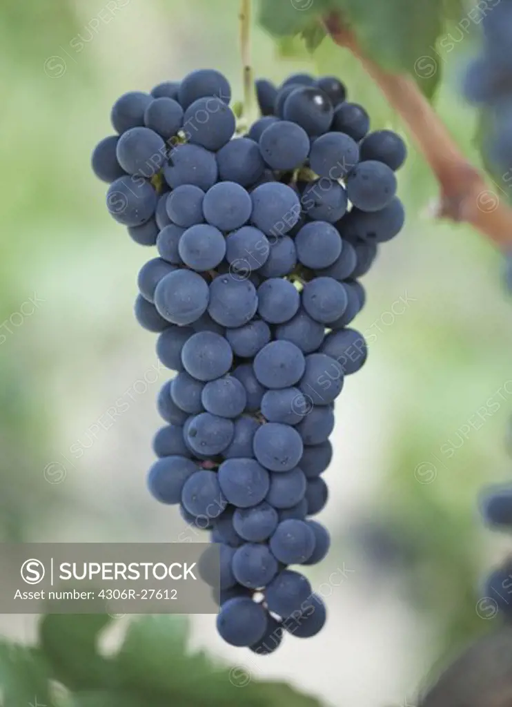 Fresh bunch of blue grapes hanging on vine, close-up