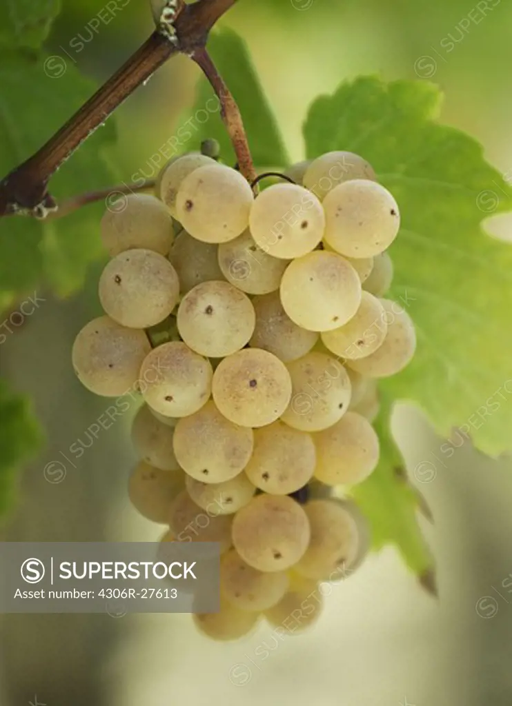 Fresh bunch of white grapes hanging on vine, close-up