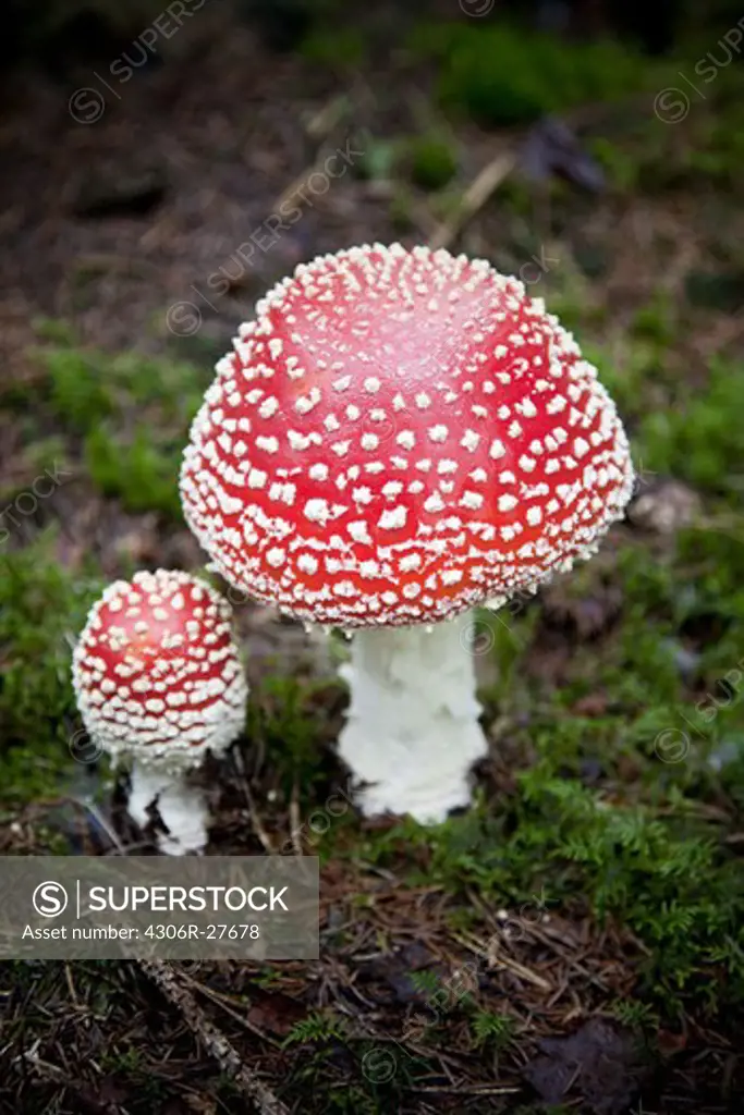Close-up of fly agaric