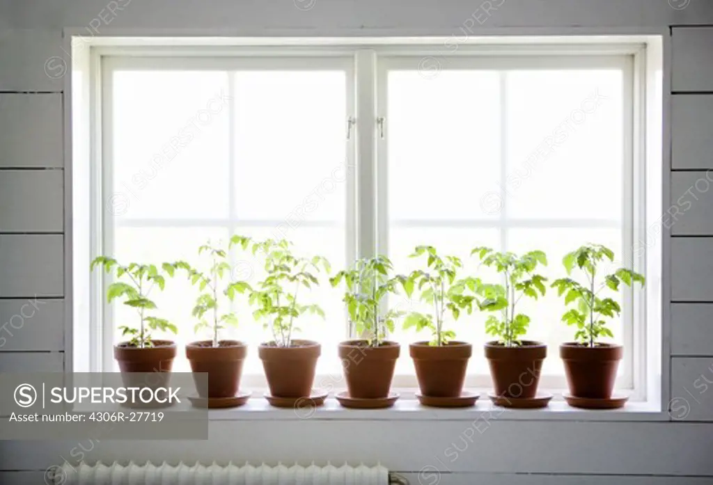 Row of potted plants on window sill