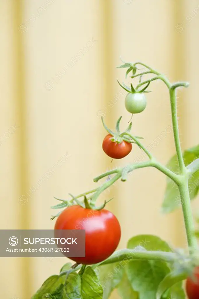 Ripe and unripe tomatoes on vine