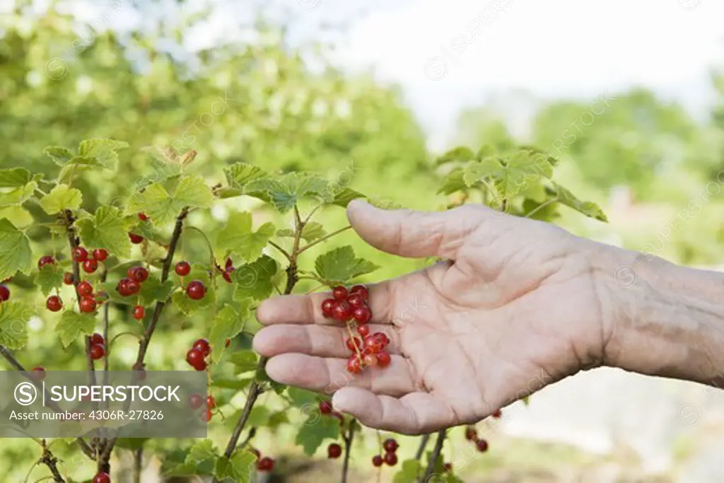 Close-up of hand examining red currants on branch